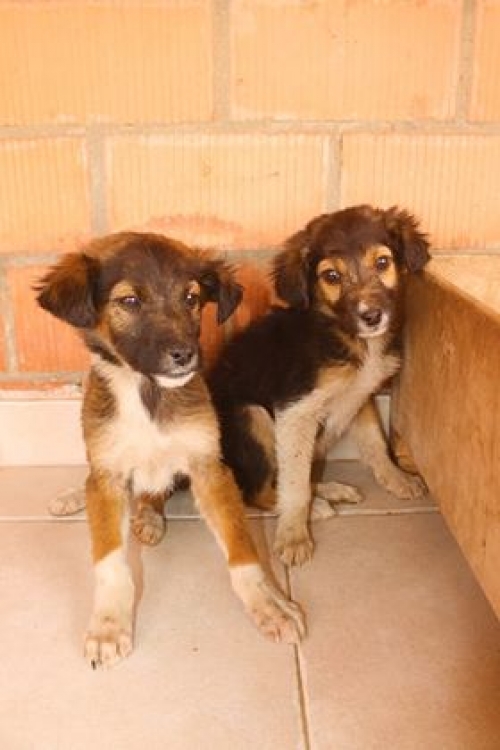 ქართული ქოფაკი უსახელო