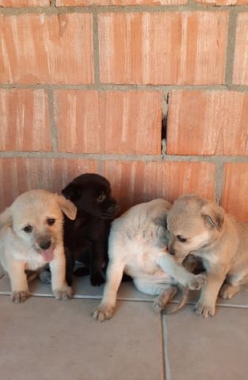 მეტისი ნაპოვნია სანზონაში.