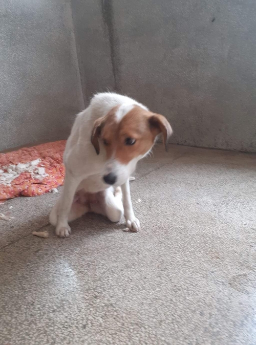 მეტისი უსახელო