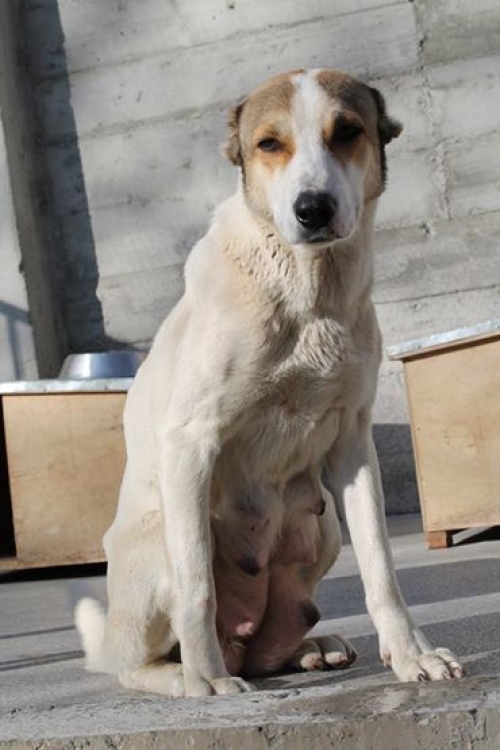 ქართული ქოფაკი უსახელო