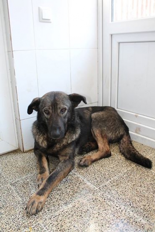 მეტისი უსახელო