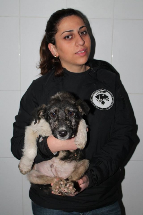 მეტისი უსახელო