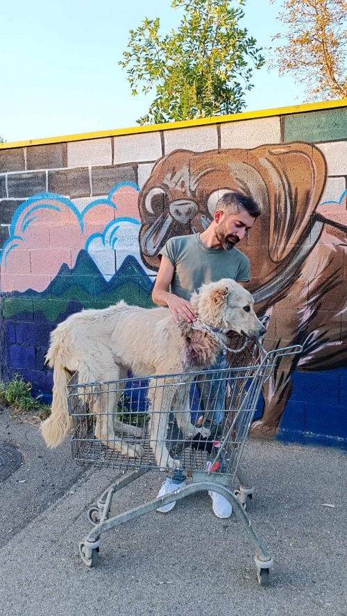 ქართული ქოფაკი ქვემო ფონიჭალა გიგანტი.