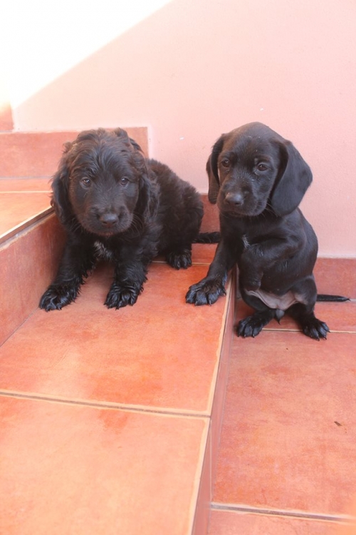 კოკერსპანელის მეტისი უსახელო