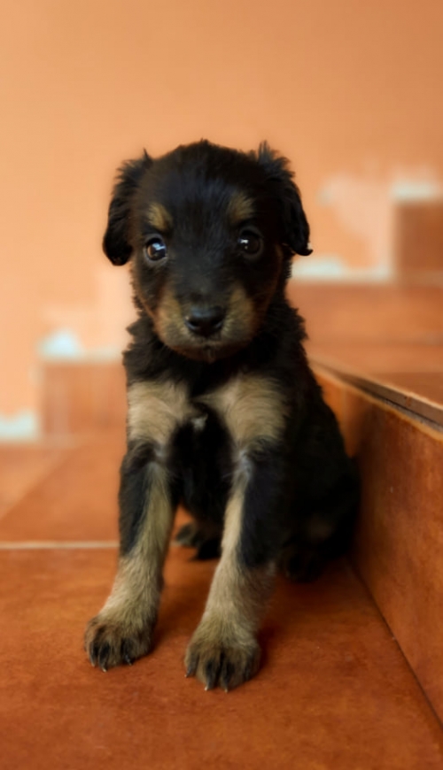 მეტისი ვერის პარკთან ნაპოვნი