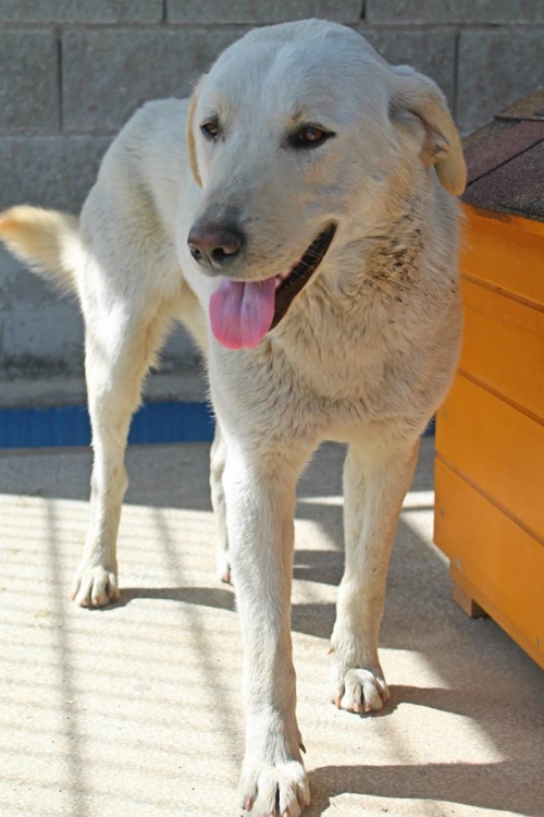 ლაბრადორის მეტისი უსახელო