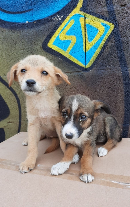 მეტისი თავშესაფართან ვიპოვეთ