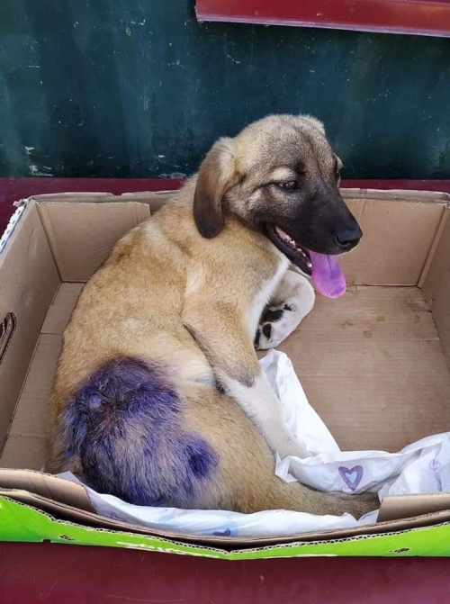 მეტისი ქ. რუსთავი