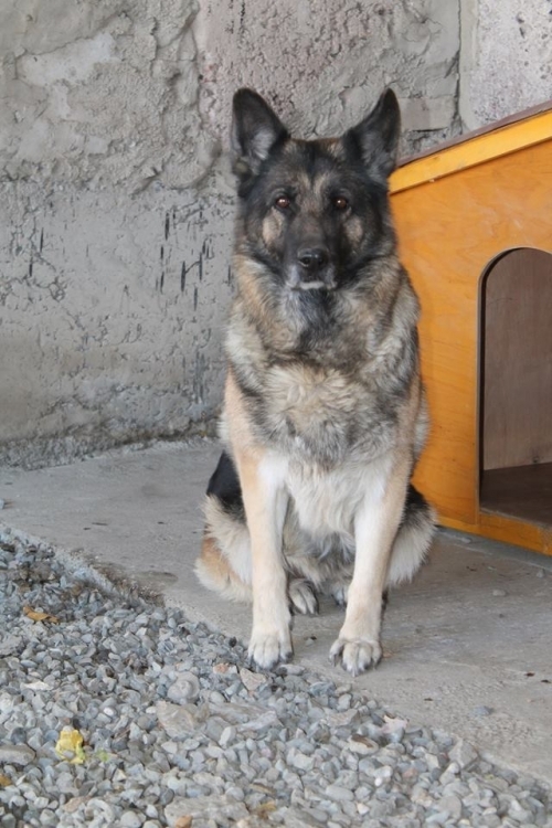 გერმანული ნაგაზი ჯესი