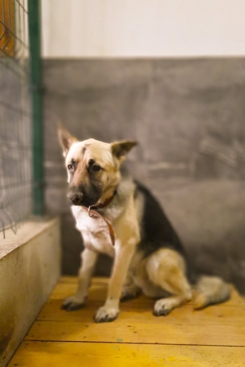 გერმანული ნაგაზი ლორდი