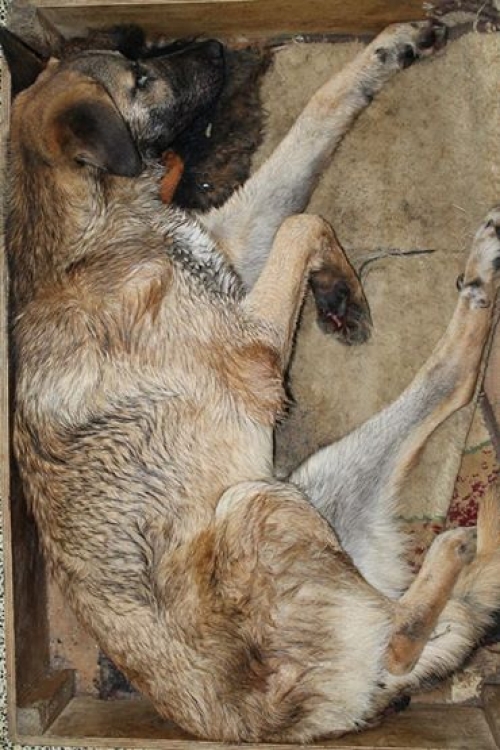 მეტისი უსახელო