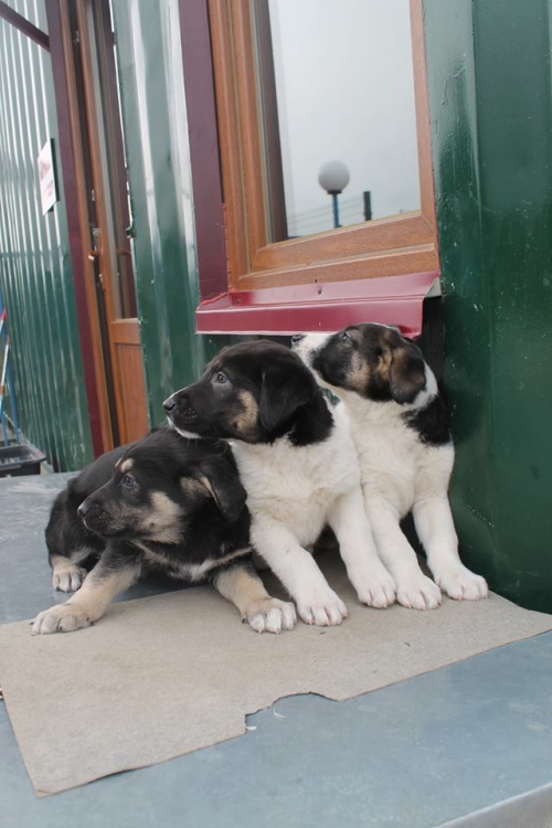 მეტისის ლეკვები უსახელო