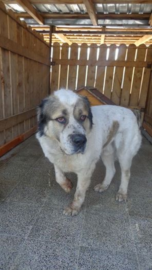 აზიური ნაგაზი შერხანი