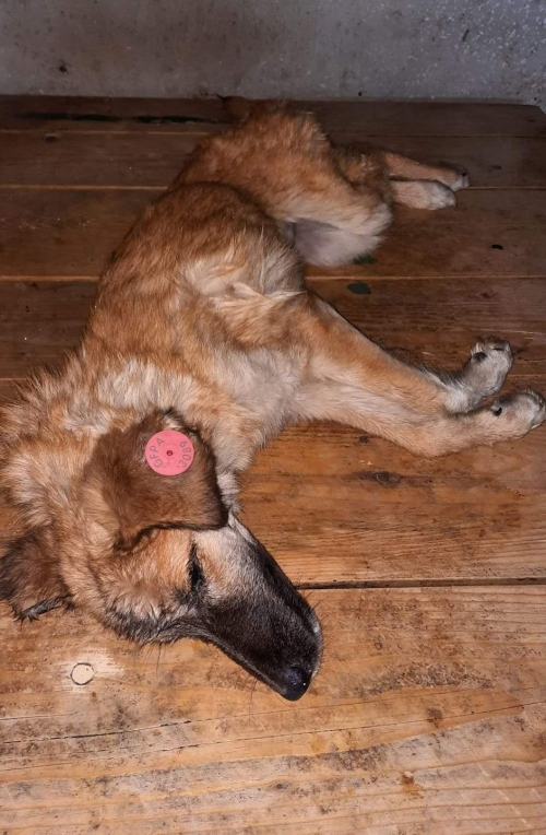 მეტისი უსახელო