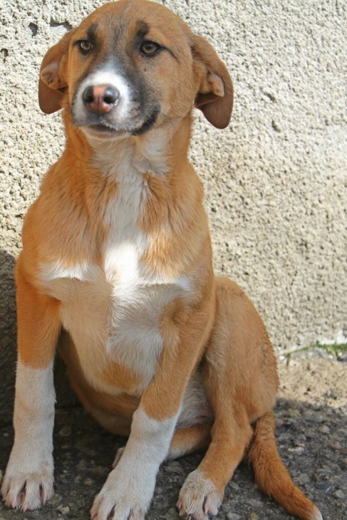 მეტისი უსახელო