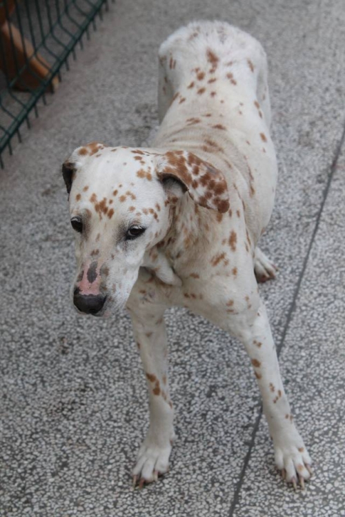 დალმატინი ჯუნა