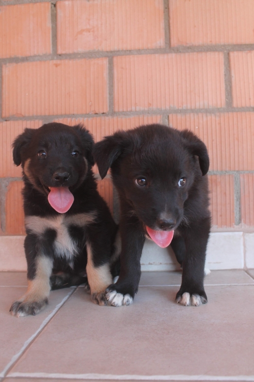 მეტისი უსახელო