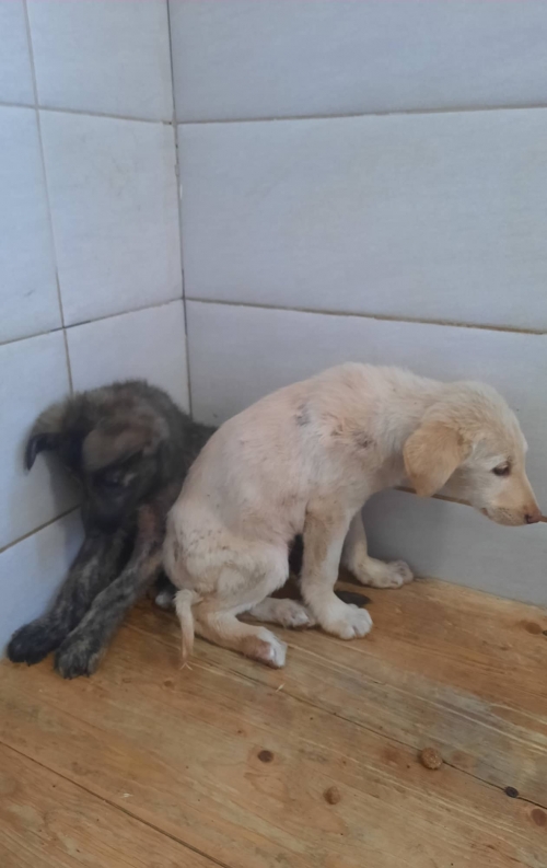 მეტისი ლილოს შემოვლით გზაზე ნაპოვნი