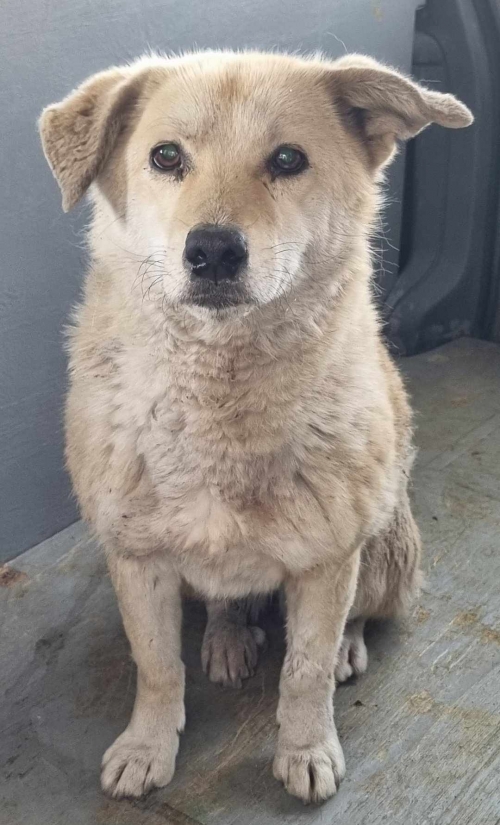 ქართული ქოფაკი ნაპოვნია კახეთის გზატკეცილზე გილორგიას მაღაზიას თან