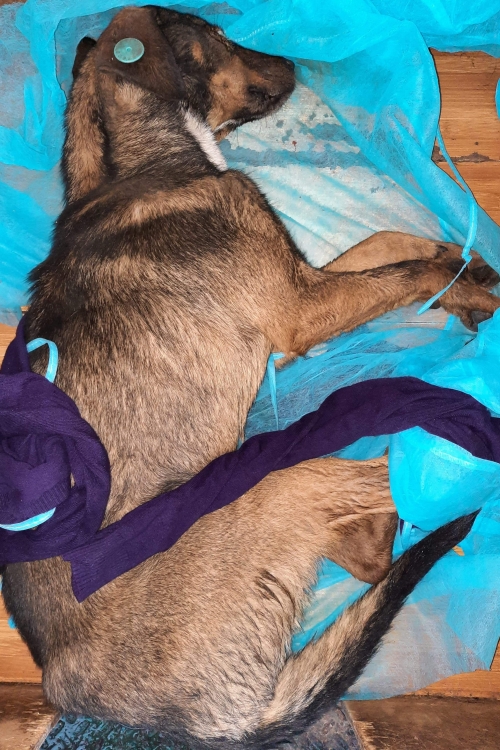 მეტისი უსახელო