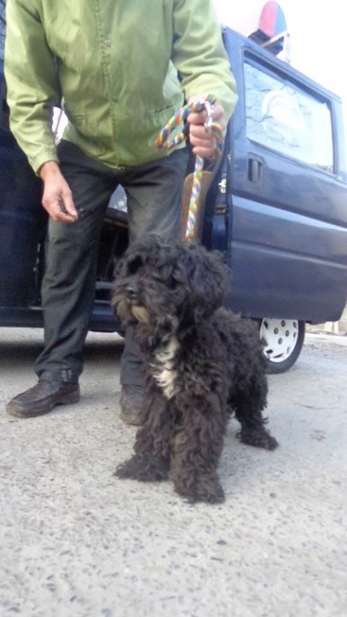 პუდელი უსახელო