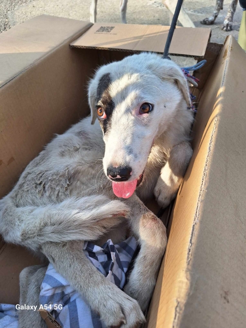 მეტისი ვარკეთილი ჯავახეთის ქუჩა