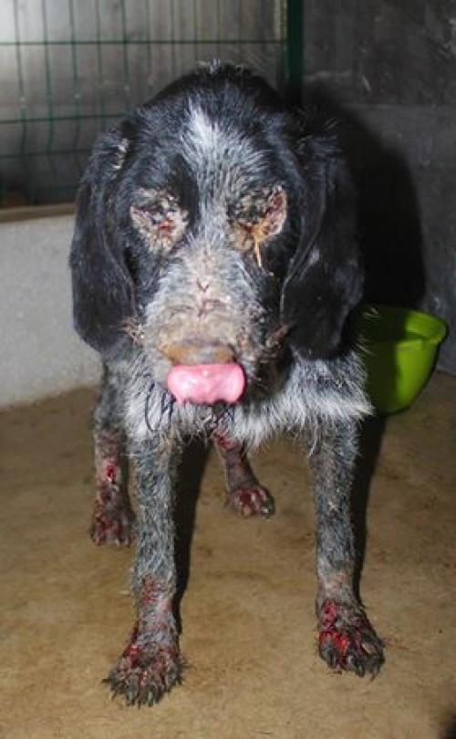 კურცხაარი უსახელო