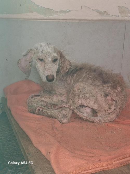 მეტისი მარტვილი