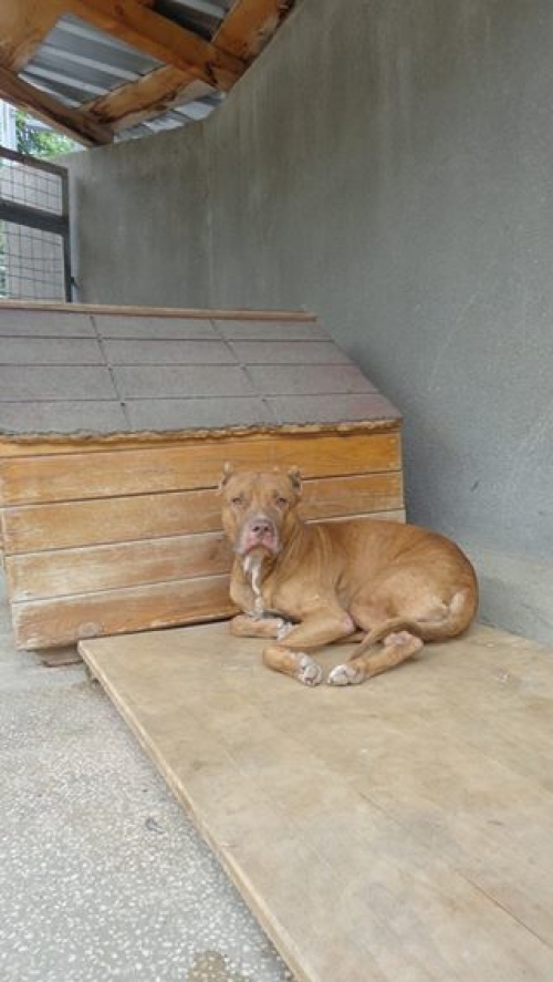 პიტი როკი