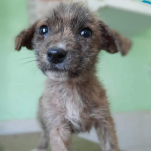 მეტისი ზუგდიდი