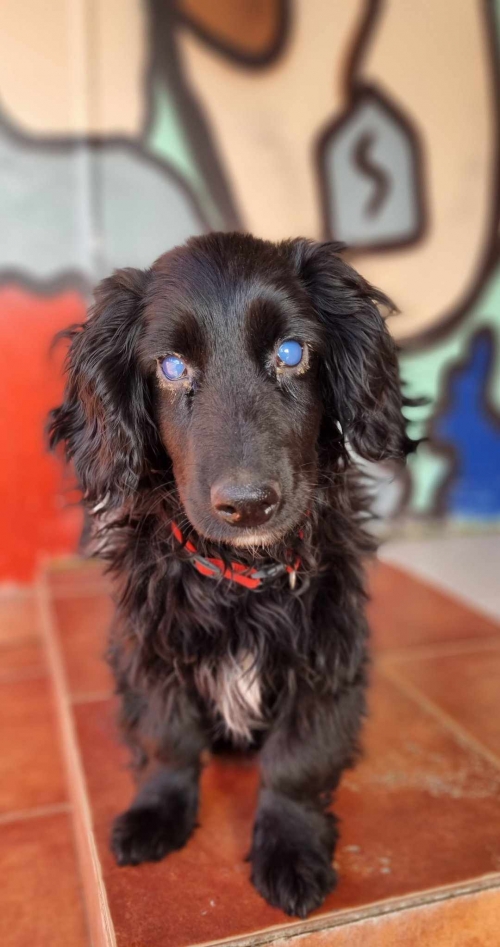 კოკერსპანიელი დედაენის ბაღი