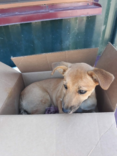 მეტისი პლუტო