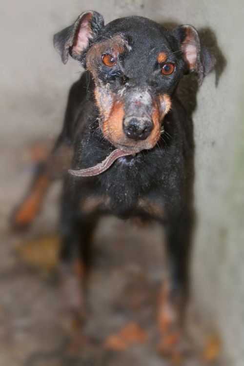 იაქტერიერი ნამი