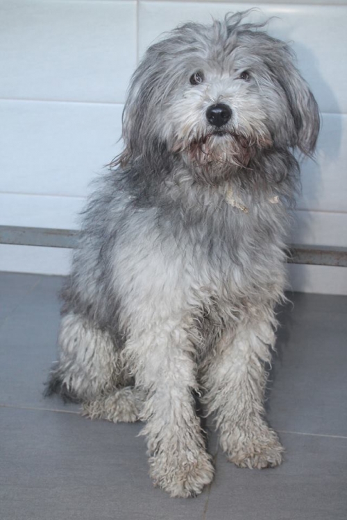 ბალონკა უსახელო