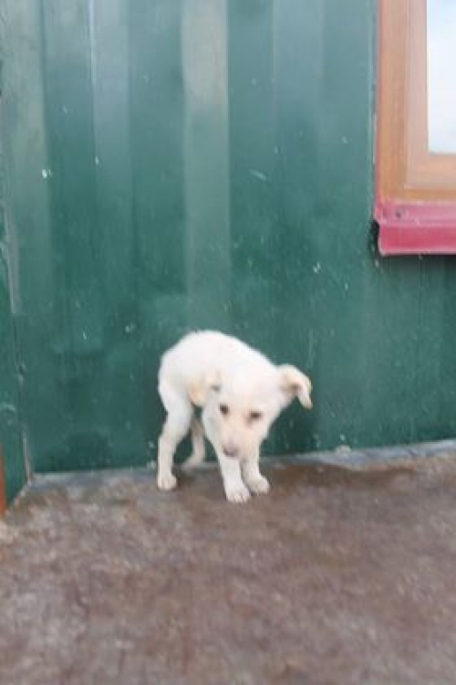 მეტისი უსახელო