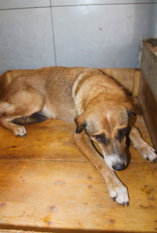 მეტისი უსახელო