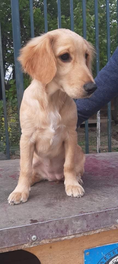 კოკერსპანიელი უსახელო