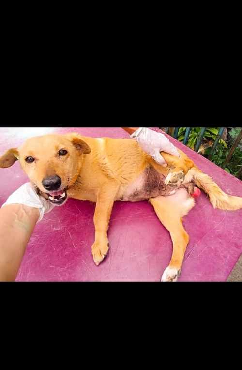 მეტისი ადიგეიდან მოიყვანა