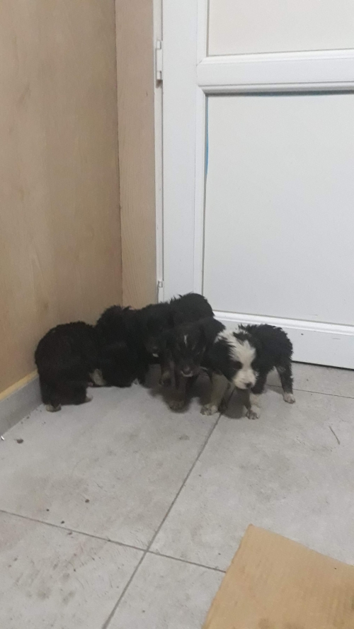 მეტისი უსახელო