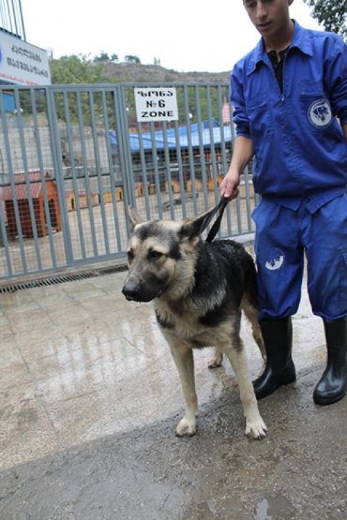 გერმანული ნაგაზი მუა