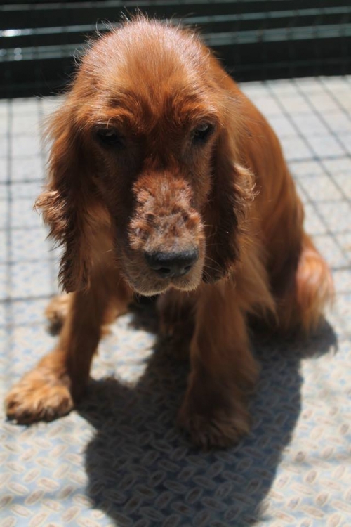 კოკერსპანიელი უსახელო