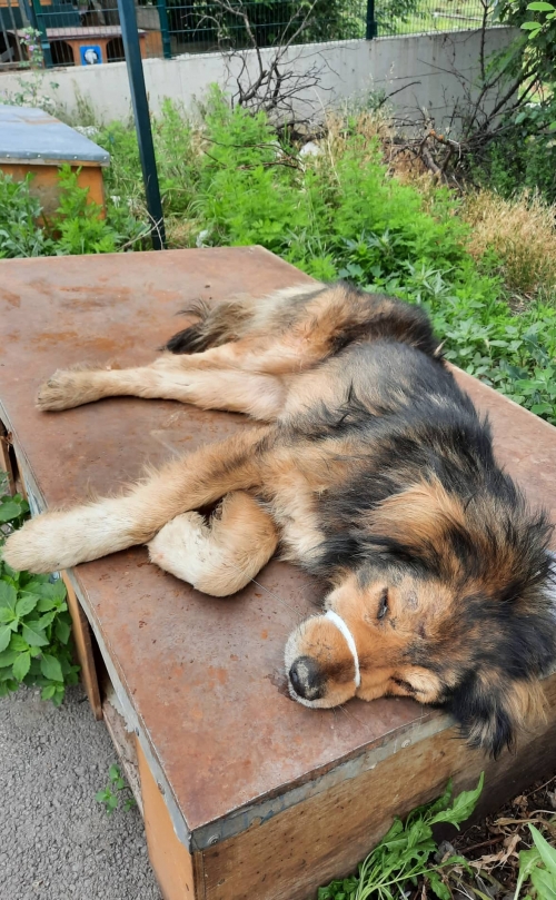 ქართული ქოფაკი ანანური