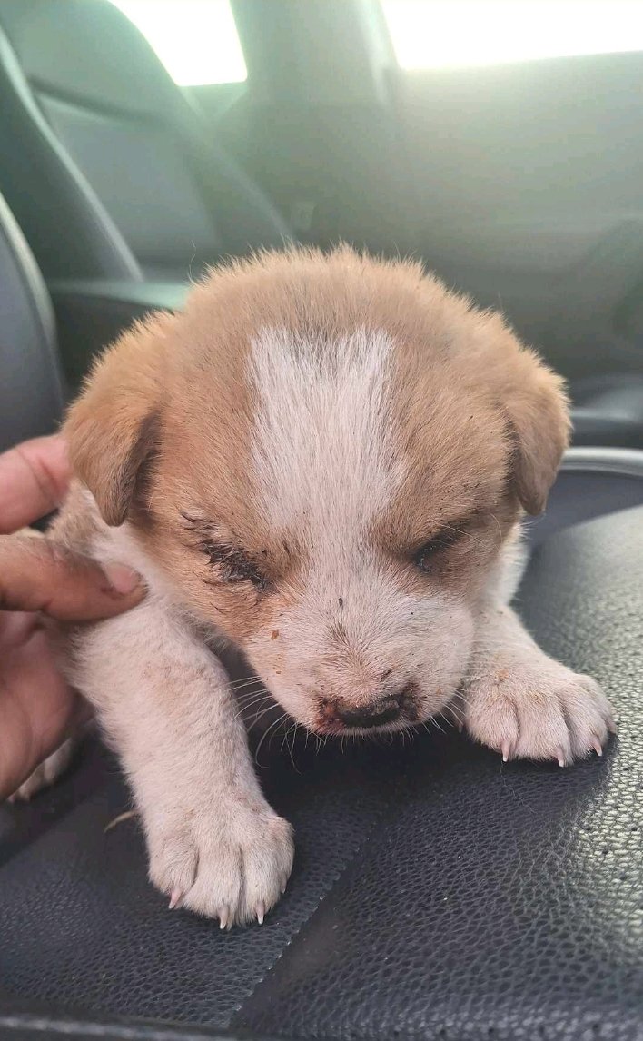 მეტისი. ხაშური