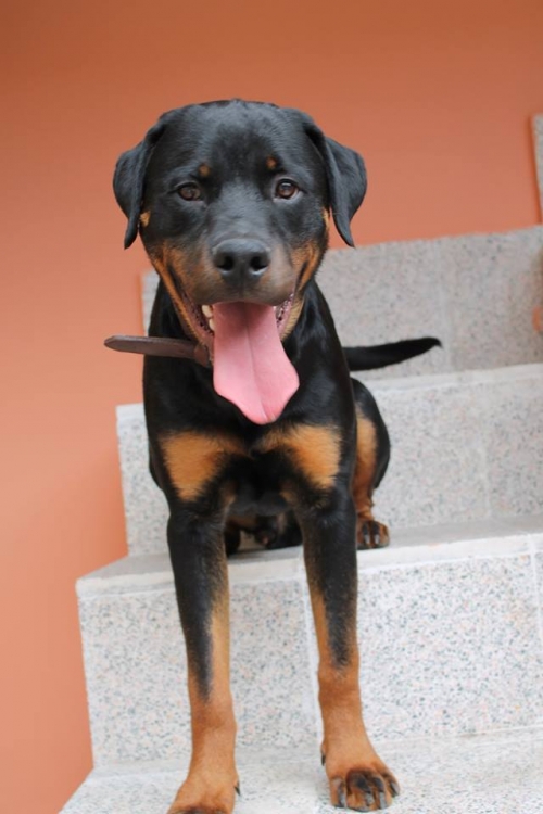 როტვეილერი უსახელო