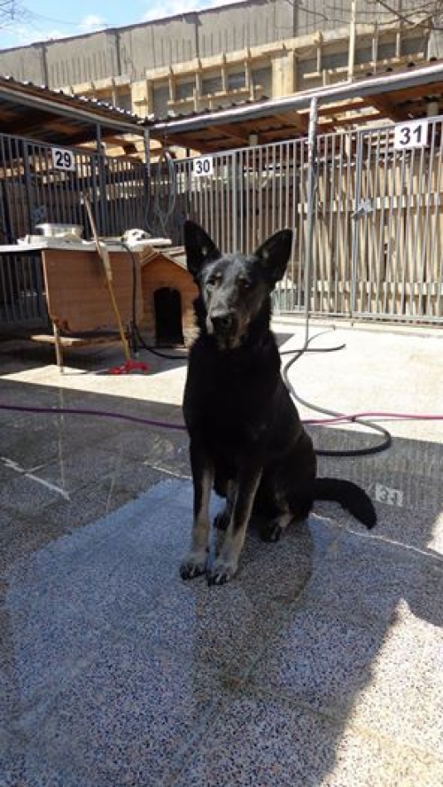 ბელგიური ნაგაზი ლინდა