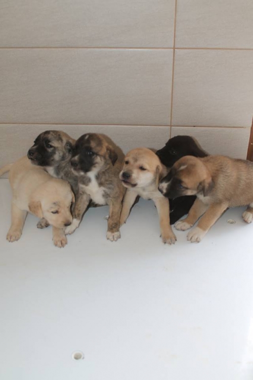 მეტისის ლეკვები უსახელო