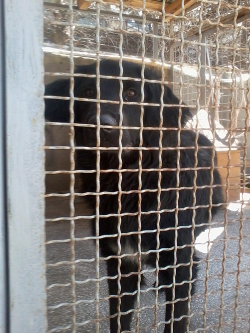 მეტისი ჩორნა