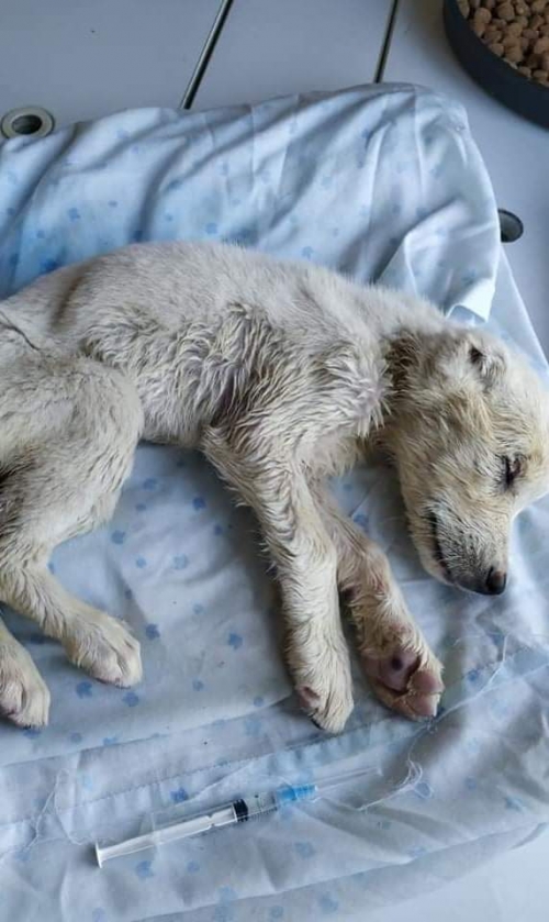 მეტისი უსახელო