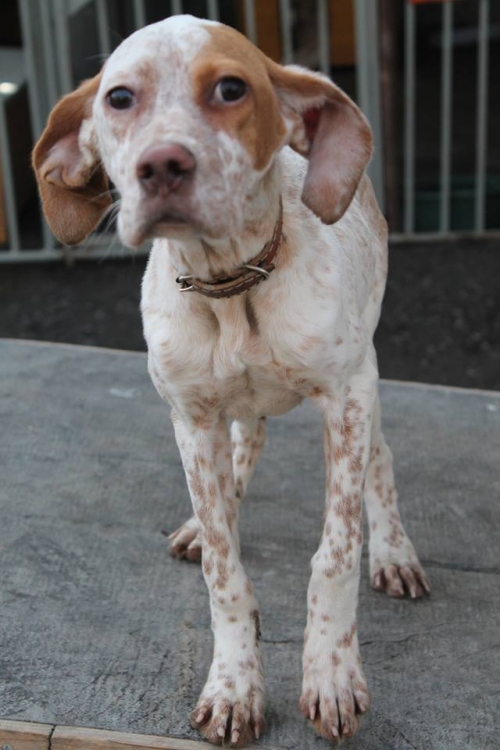 პოინტერი უსახელო