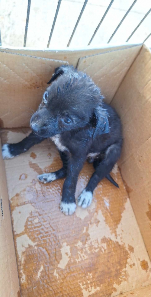 მეტისი ორთაჭალა